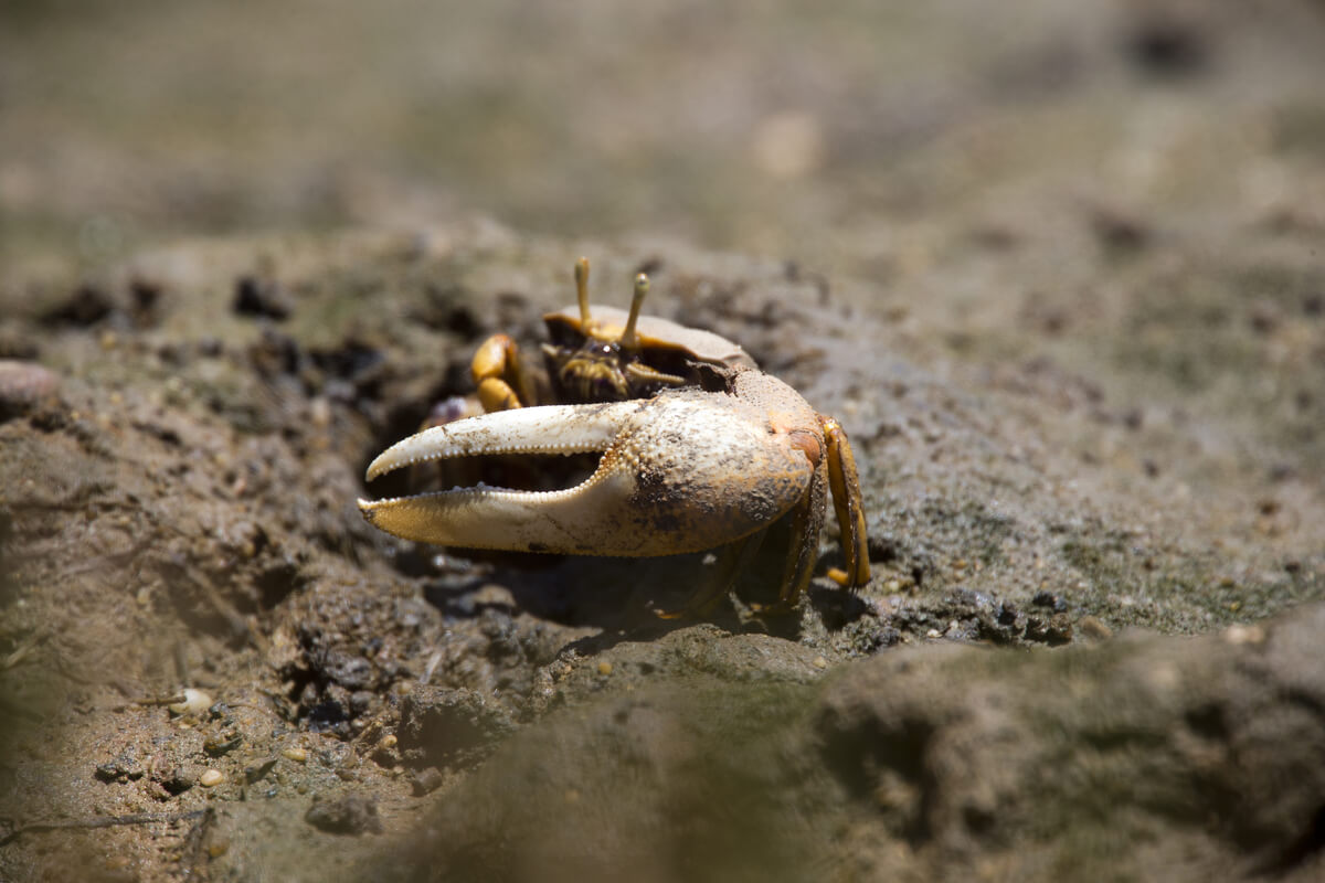 Los cangrejos son animales con caparazón.