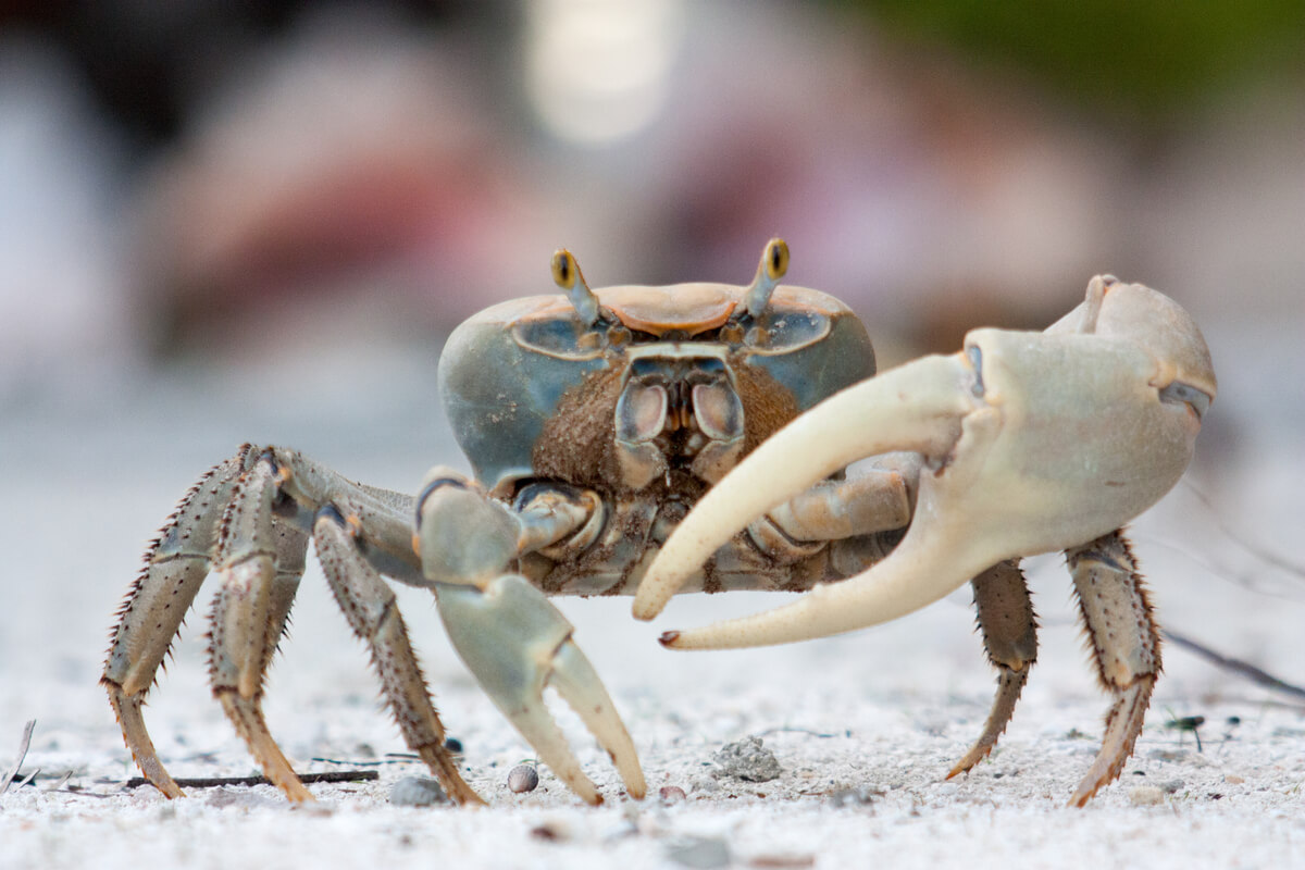 Un crabe violoniste sur le sable.