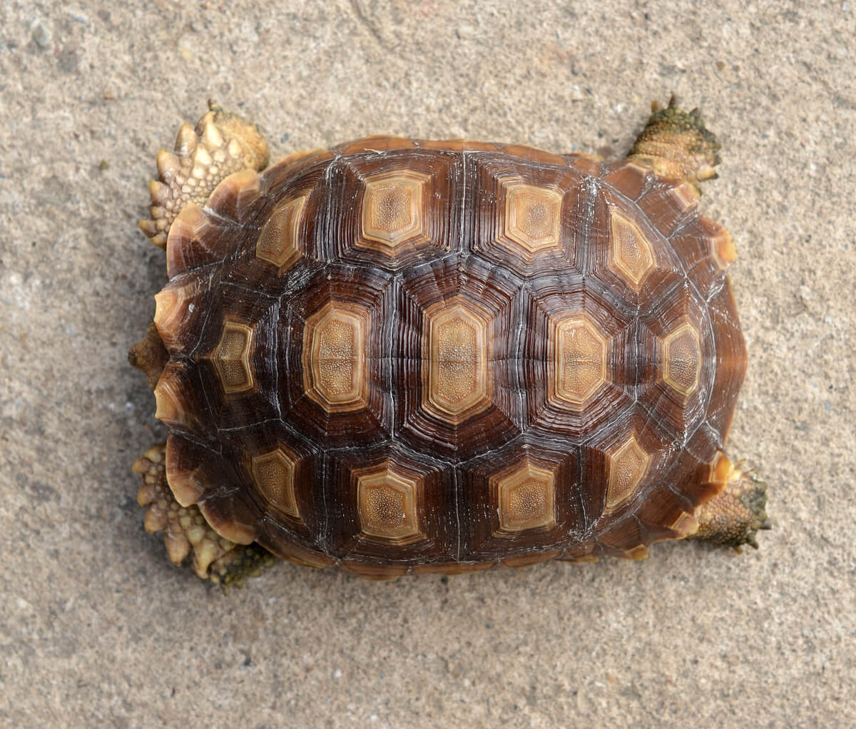Un ejemplo de brumación en reptiles.