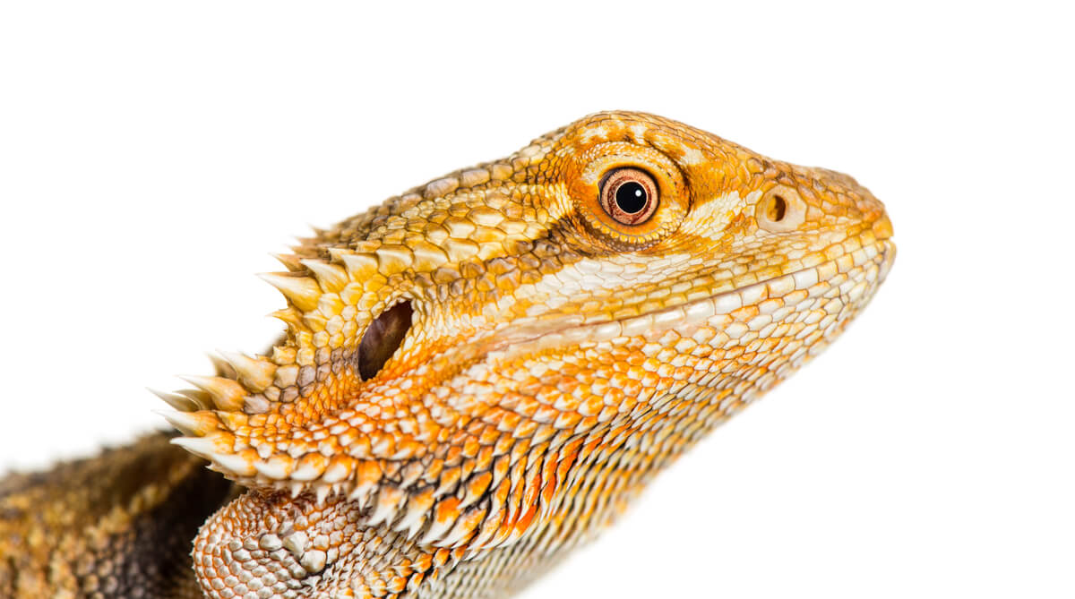 Le visage d'un pogona.
