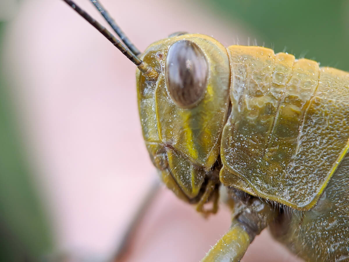 La cara de un saltamontes.