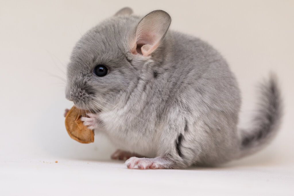 Una chinchilla comiendo, animales exóticos.