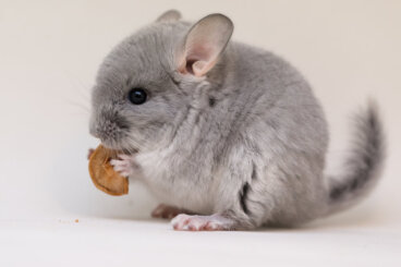Características de la chinchilla, ¿cómo es este roedor?