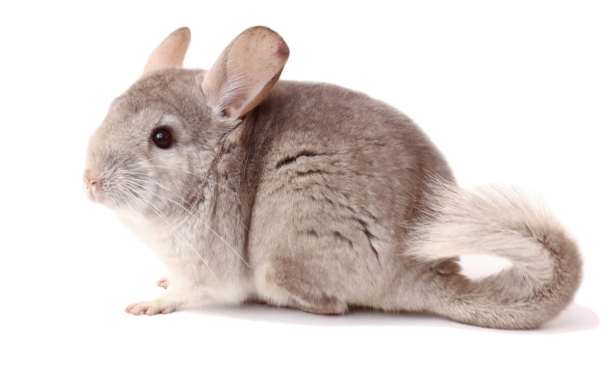 Una chinchilla sobre un fondo blanco.