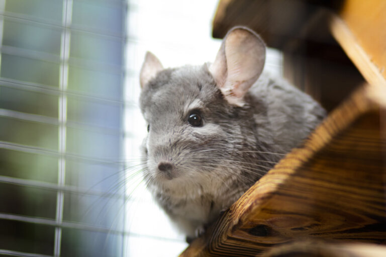 Las 5 enfermedades más comunes en chinchillas