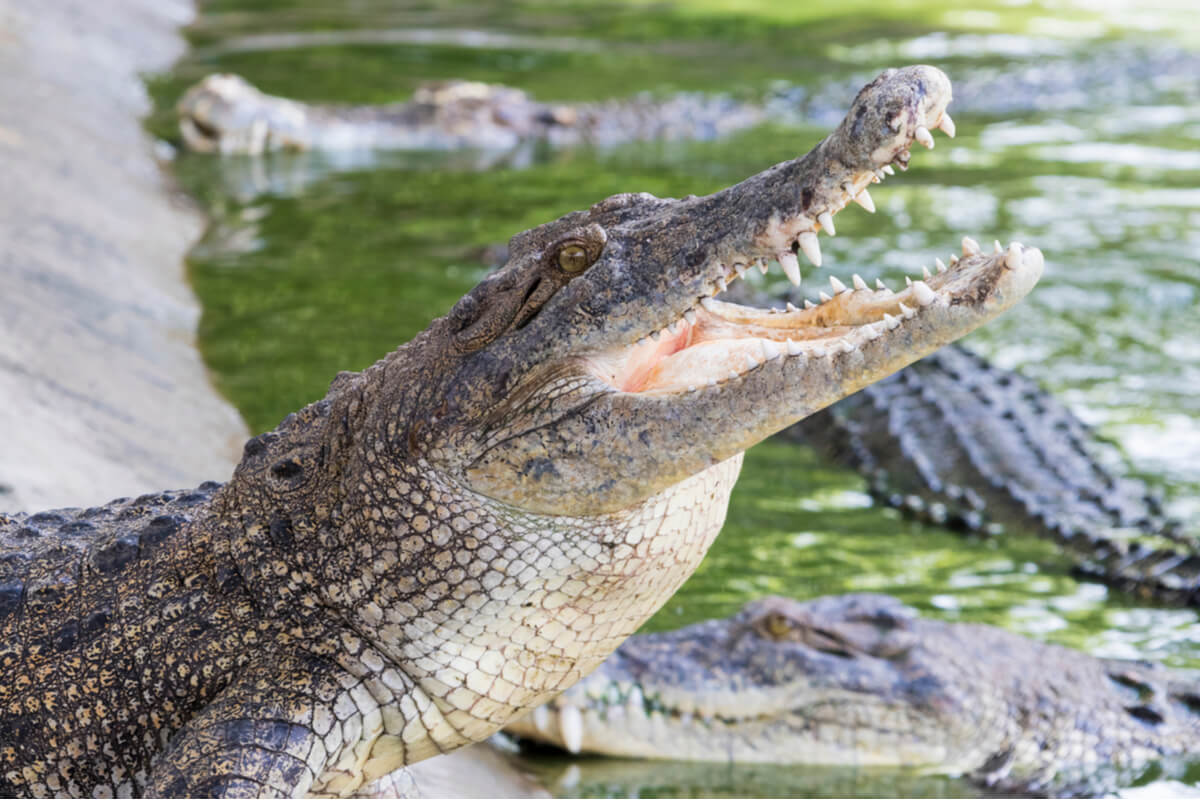 Um crocodilo de água salgada abre a boca.