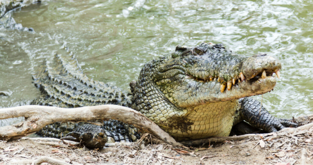 Un cocodrilo apoyado en una rama.