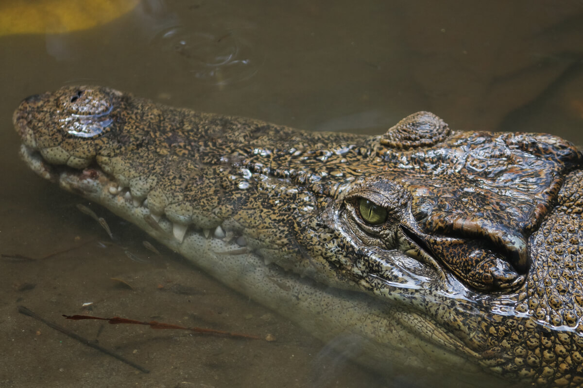 The face of a crocodile.