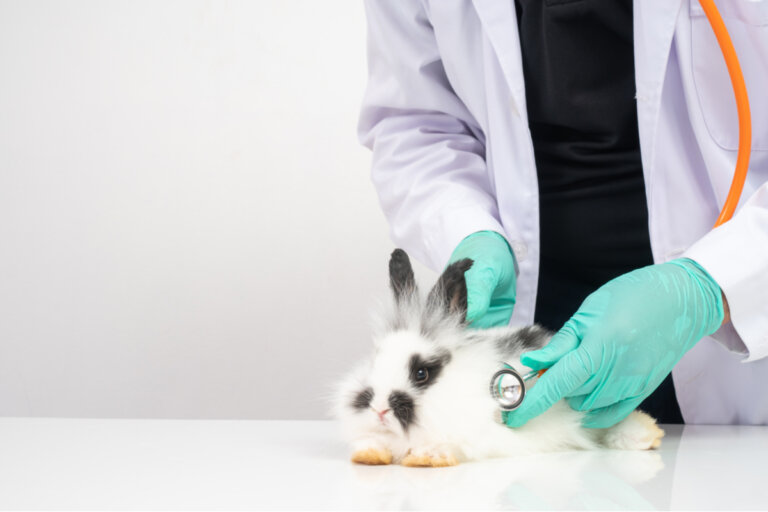 Pasteurelosis en conejos: causas, síntomas y tratamiento