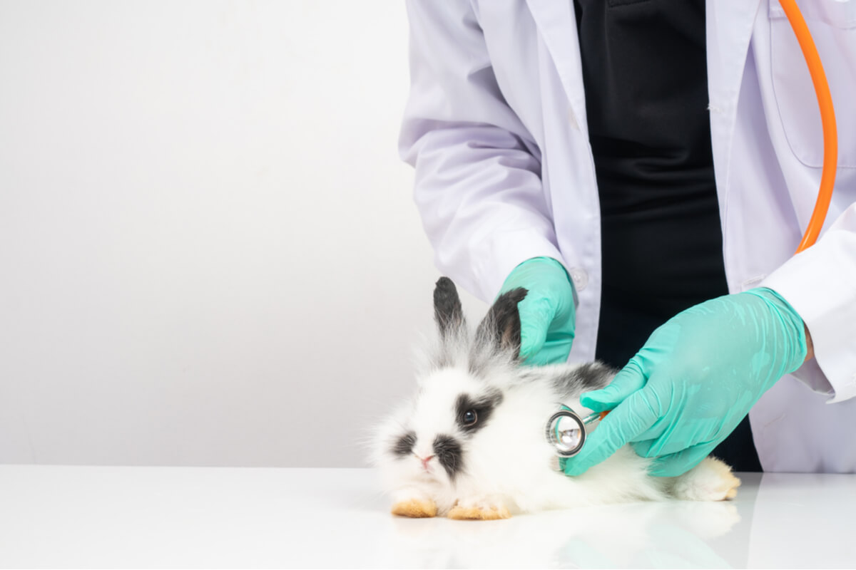 Querido Escribe email Exceder Pasteurelosis en conejos: causas, síntomas y tratamiento - Mis Animales