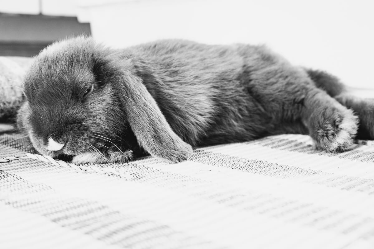 Un conejo belier tumbado.