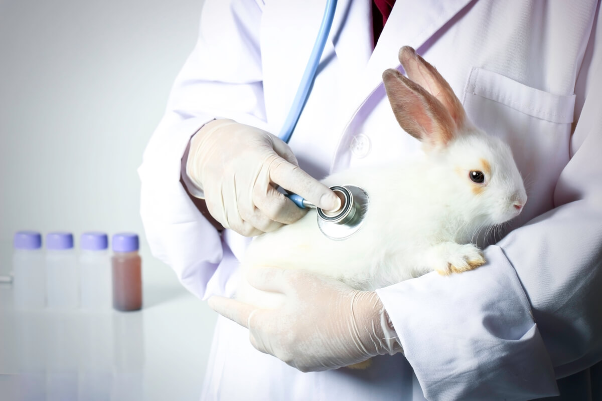 En hvit kanin hos veterinæren.