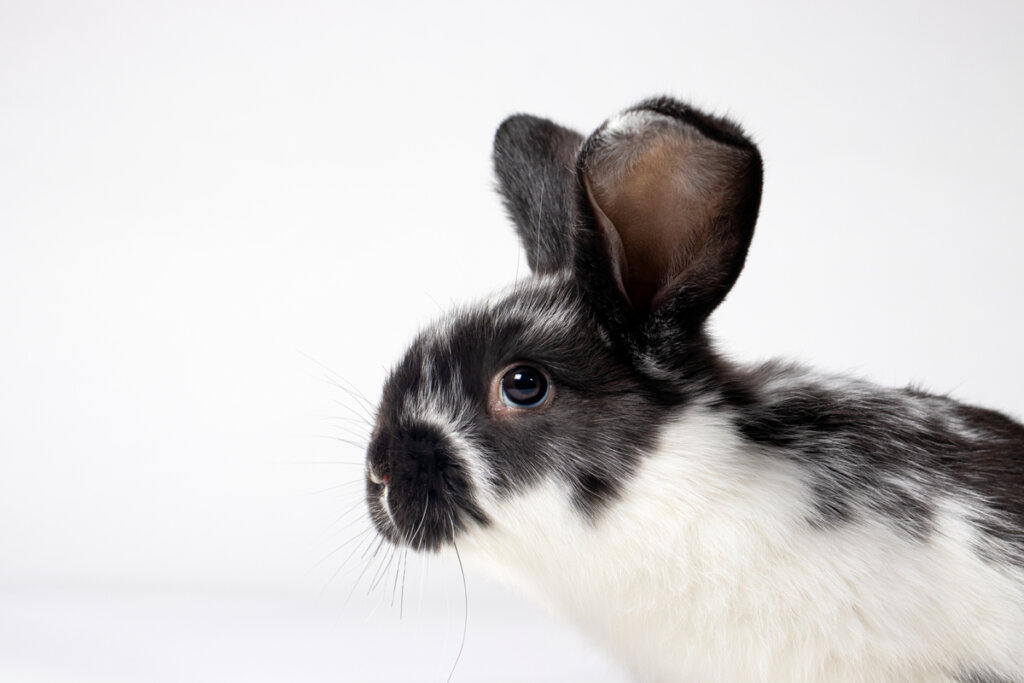 Coccidiosis en conejos: causas, síntomas y tratamiento