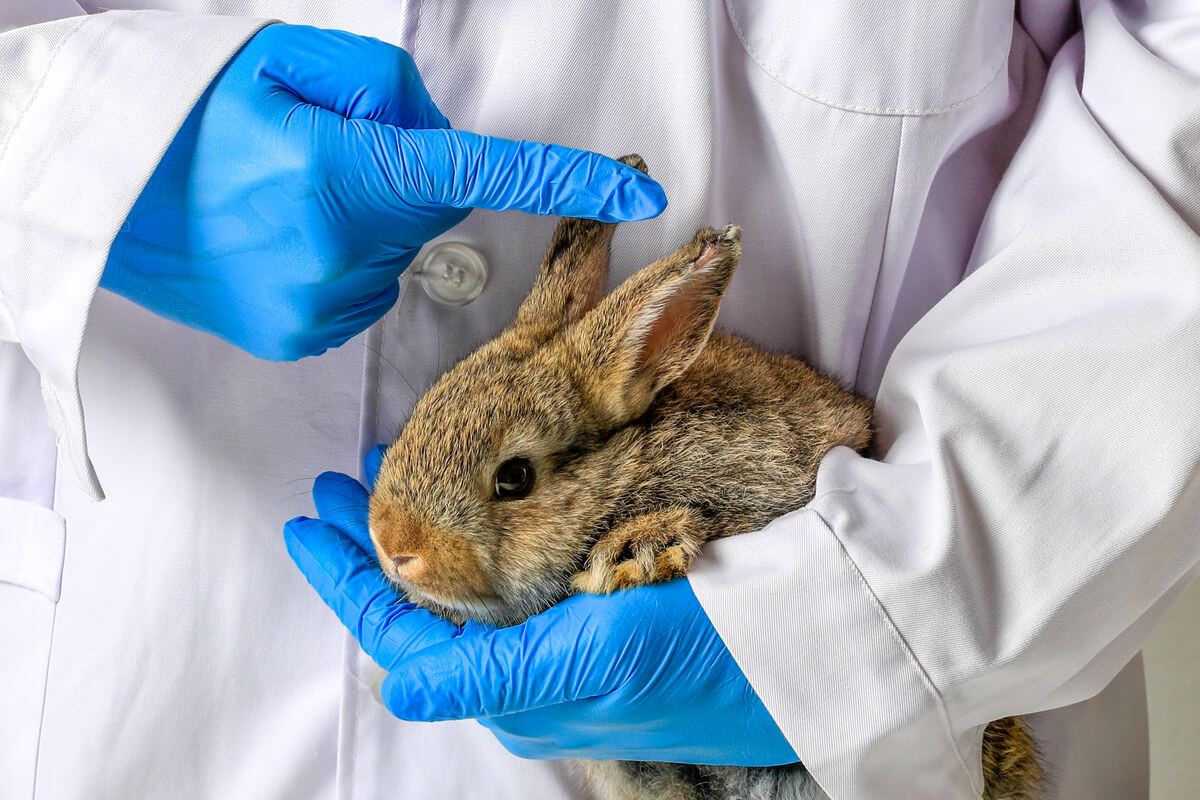 Hemorrhagic fever in rabbits can be fatal.