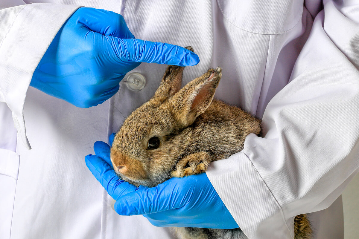 Det hengende øret hos kaniner kan ha mange årsaker.