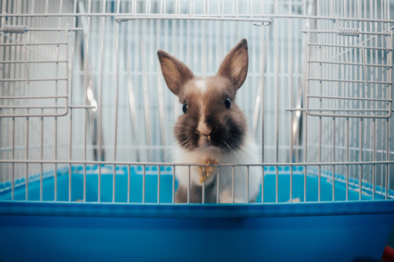 Juguetes para conejos: todo lo que necesitas saber