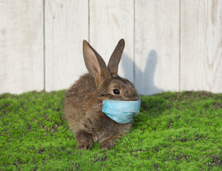 Tularemia en conejos: todo lo que debes saber