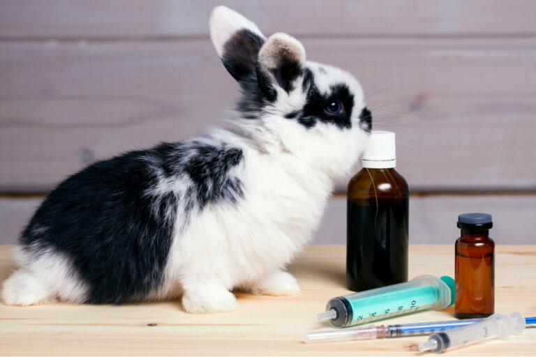 Otitis en conejos: causas, síntomas y tratamiento