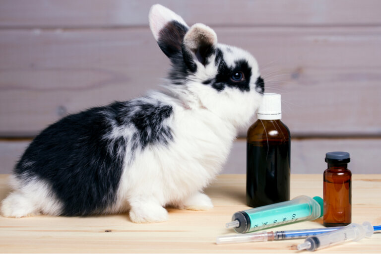 Otitis en conejos: causas, síntomas y tratamiento