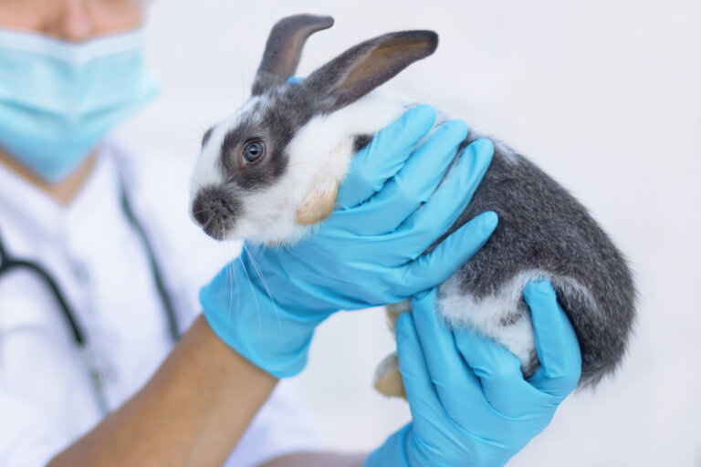 Neumonía en conejos: causas, síntomas y tratamiento