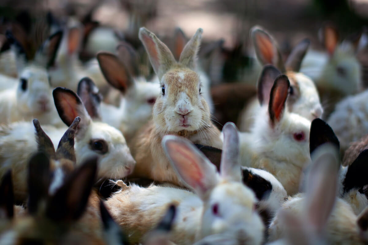 Un grupo grande de conejos.