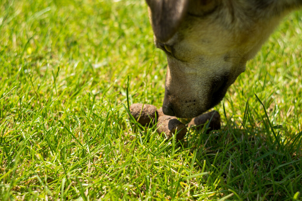 Coprofagia en perros: ¿cuáles son las razones?