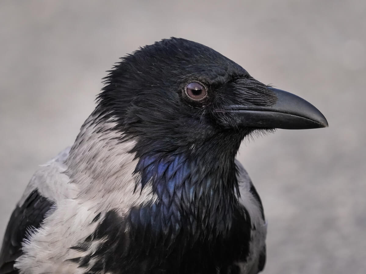 Les corbeaux et leurs proches.