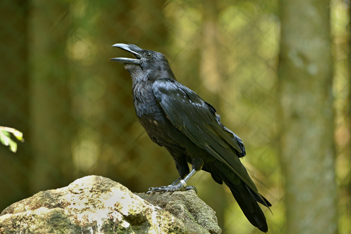 I corvi e i loro parenti.