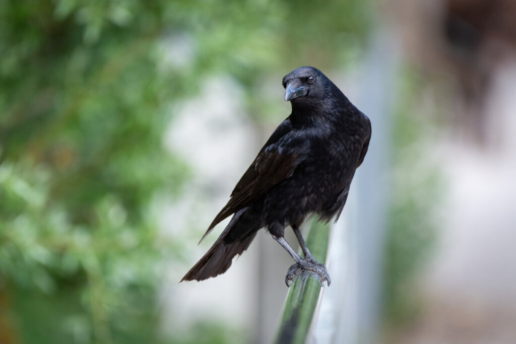 Los cuervos y sus parientes: ¿merecen ser considerados malévolos?