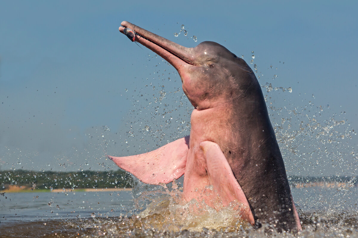 Un delfín rosado de perfil.