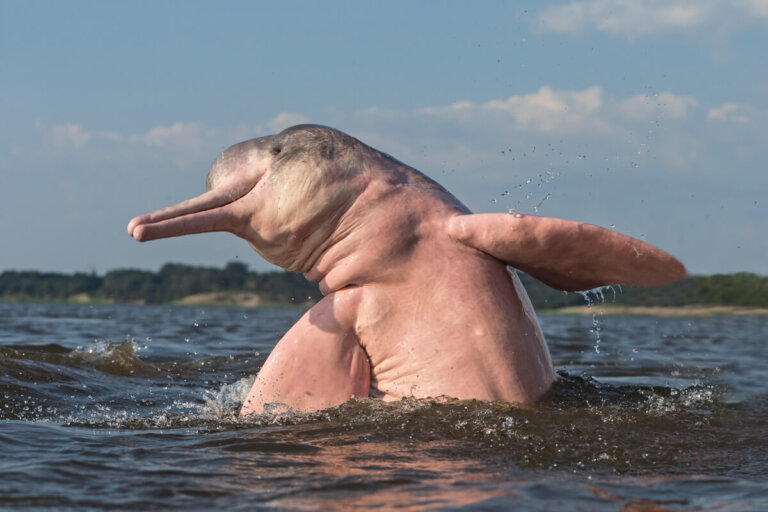 El boto del Amazonas: hábitat, características y alimentación