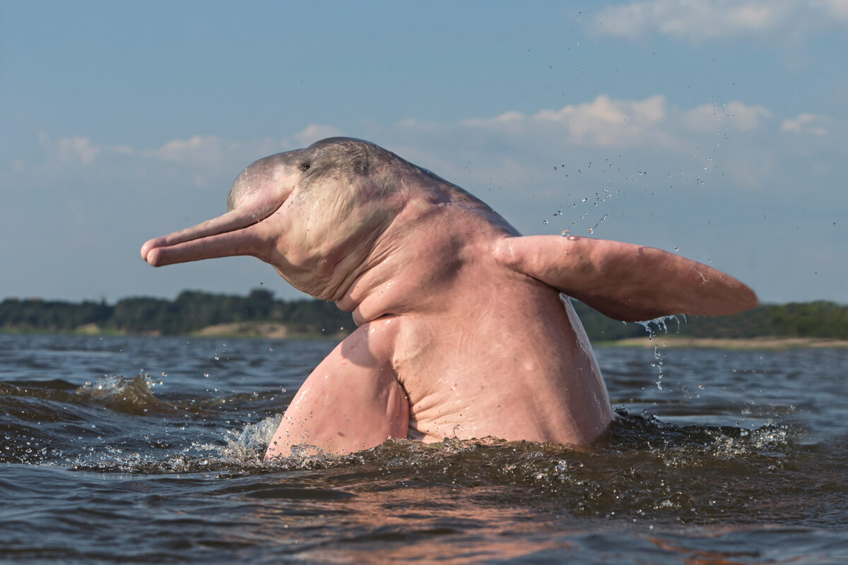 A pink dolphin comes out of the water.