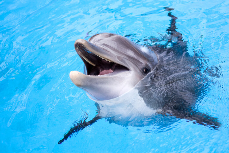 5 curiosidades de los delfines