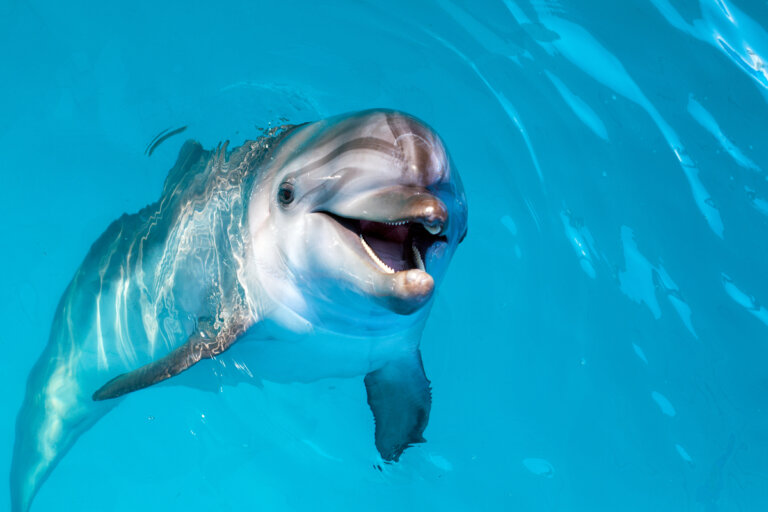 ¿Qué tan inteligentes son los delfines?