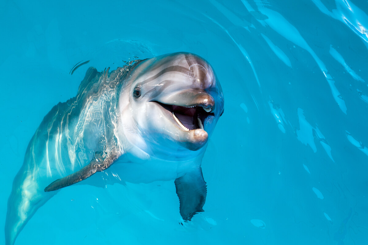 One of the curiosities of mammals is that dolphins never sleep completely.