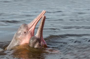 ¿Cómo se reproducen los delfines rosados de río?