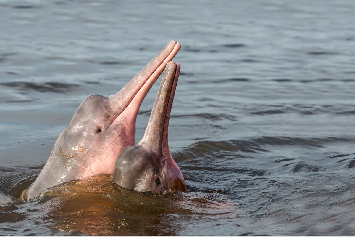Delfines rosados en cortejo.