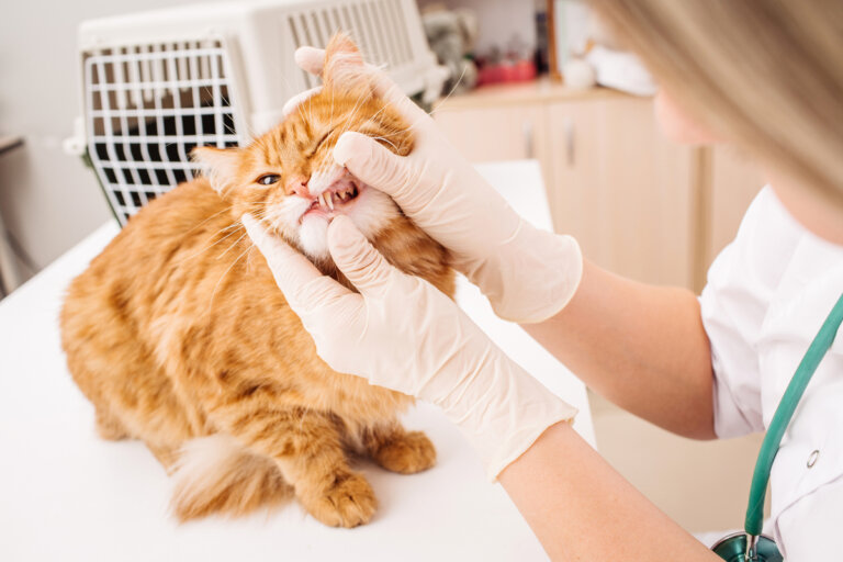 Exámenes dentales en gatos: ¿con qué frecuencia hacerlos?