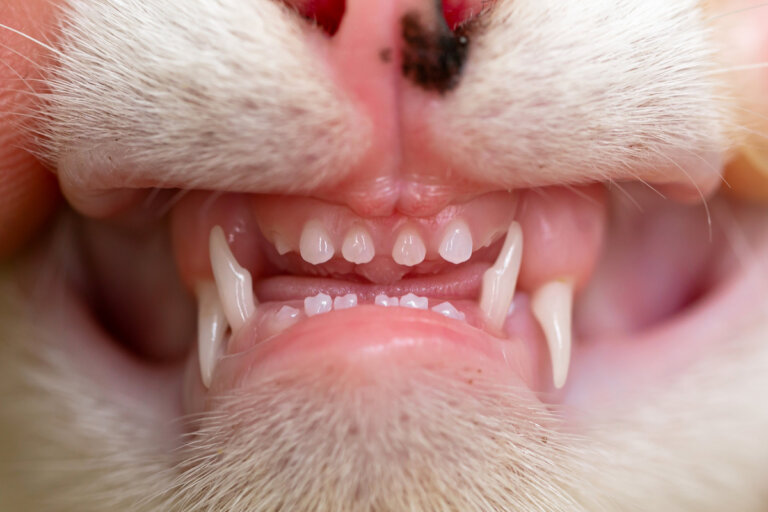 ¿Cuántos dientes tiene un gato?