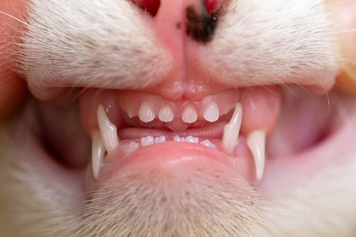 Los dientes de un gato pequeño.