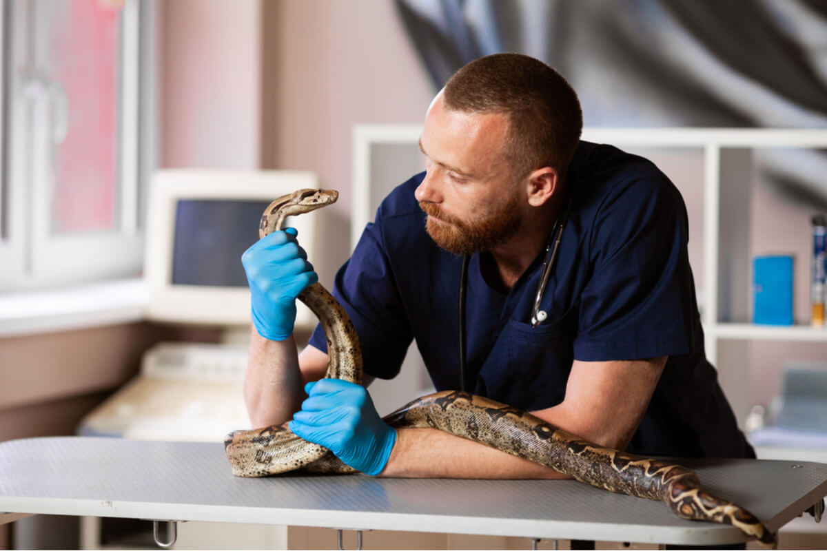 Abscesos en reptiles: causas, síntomas y tratamientos
