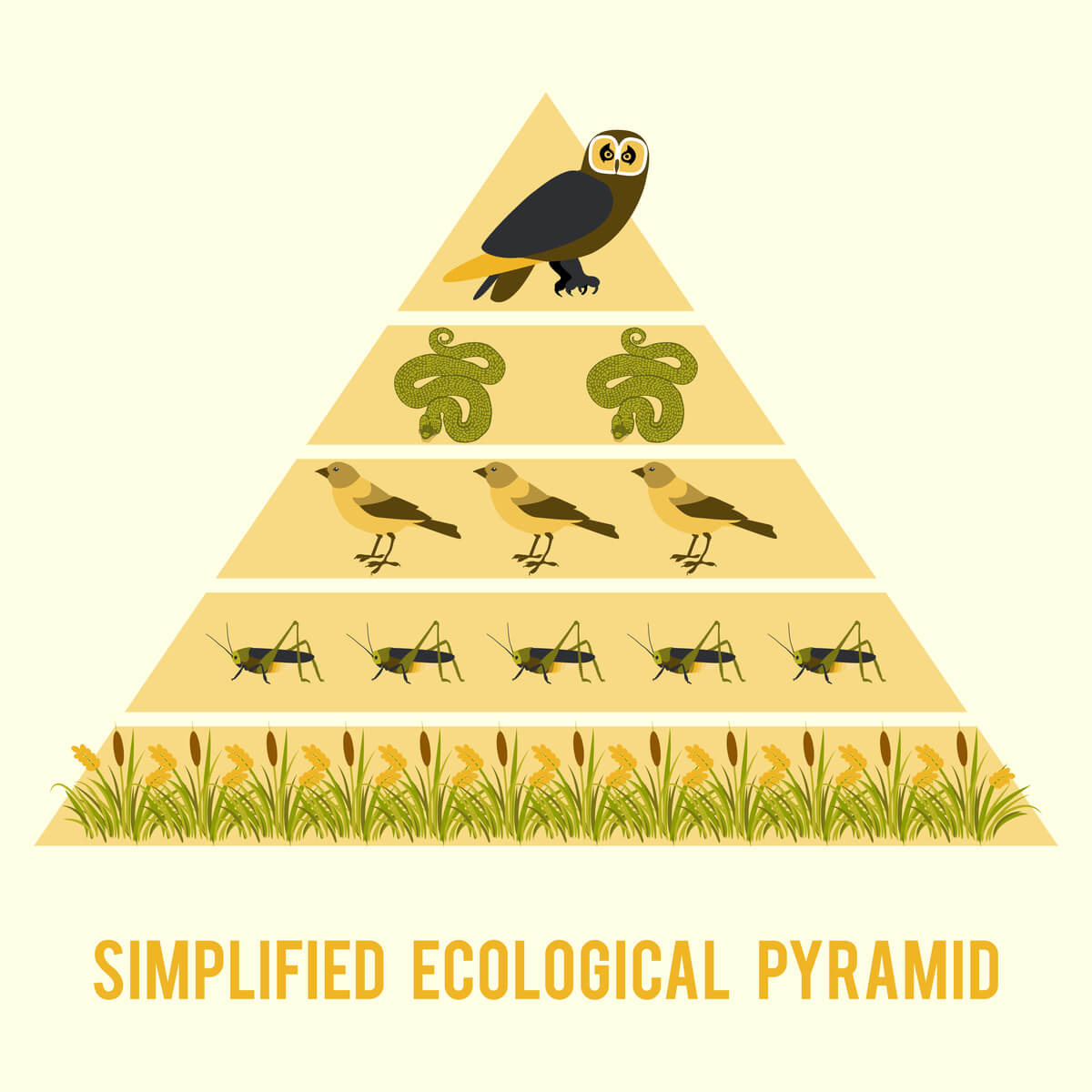 Un ejemplo de una pirámide trófica.