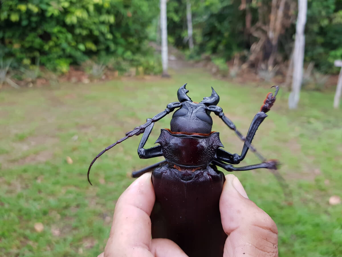 Un escarabajo titán.