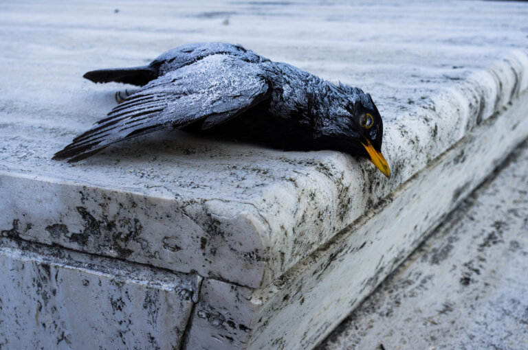 Cientos de pájaros muertos por los efectos de la pirotecnia en Roma