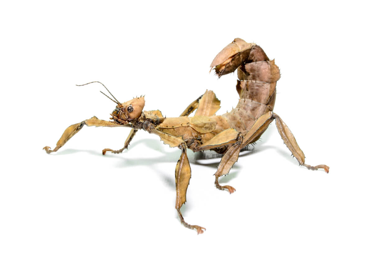 Un ejemplar de Extatosoma tiaratum en un fondo blanco.