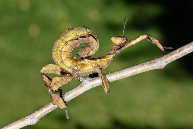 Extatosoma tiaratum: cuidados y cría en cautiverio