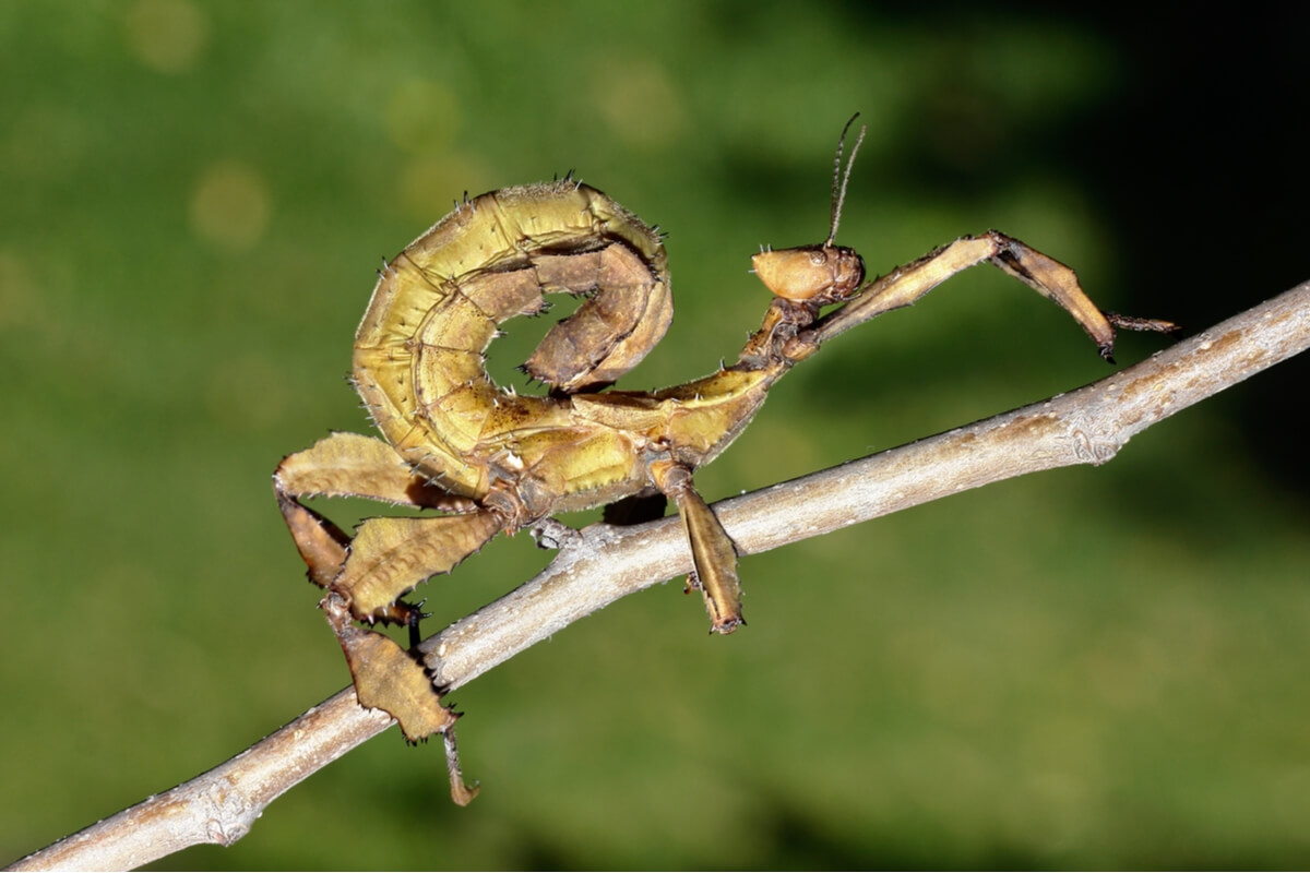 Un Extatosoma tiaratum en una rama.