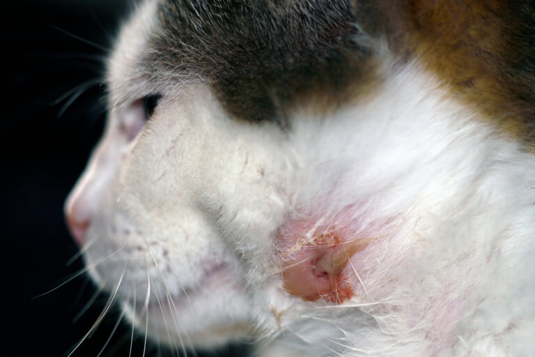 Abscesos en gatos: causas, síntomas y tratamientos