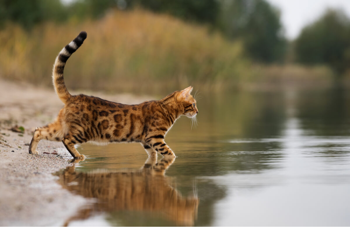 Un gato de Bengala se da un baño.