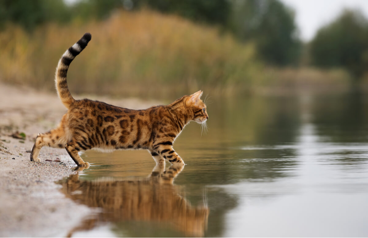 Una de las razas de gatos más grandes del mundo.